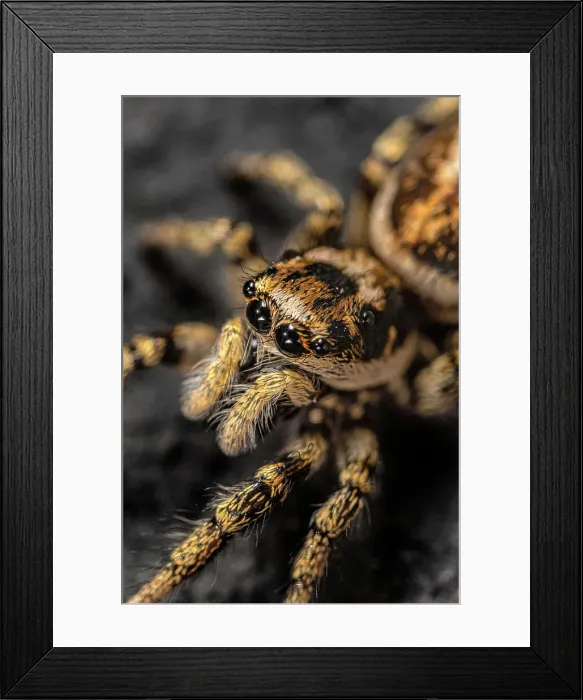 Framed Print : Zebra jumper (Salticus scenicus), Thornton, Ontario, Canada Framed Print : Zebra jumper (Salticus scenicus), Thornton, Ontario, Canada