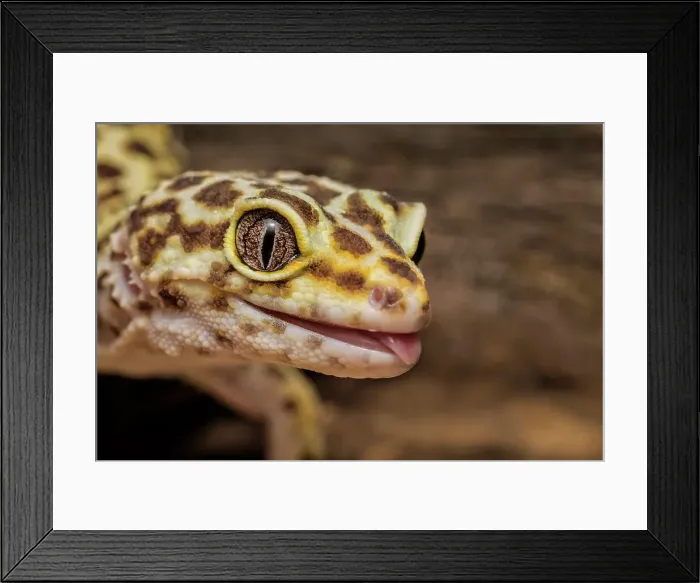 Framed Print : Leopard Gecko (Eublepharis macularius) - captive, Ontario, Canada Framed Print : Leopard Gecko (Eublepharis macularius) - captive, Ontario, Canada