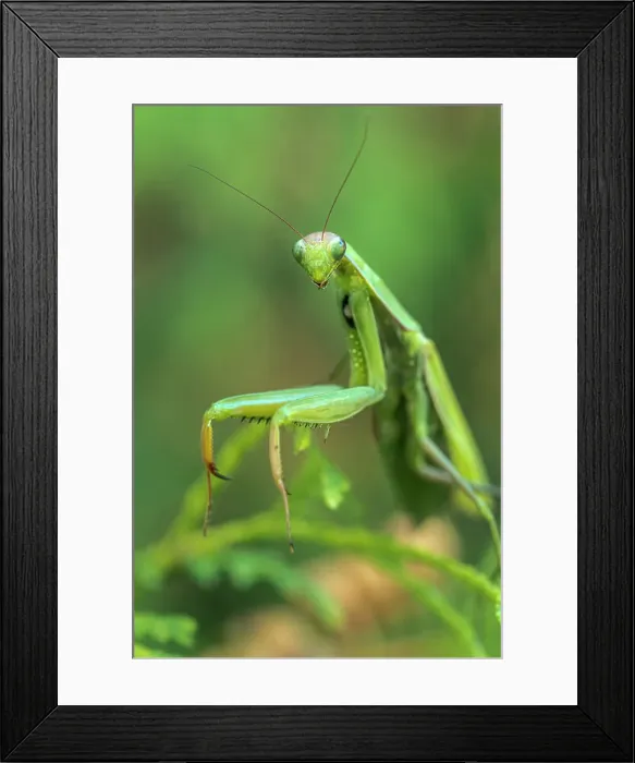 Framed Print : Praying Mantis, Thornton, Ontario, Canada