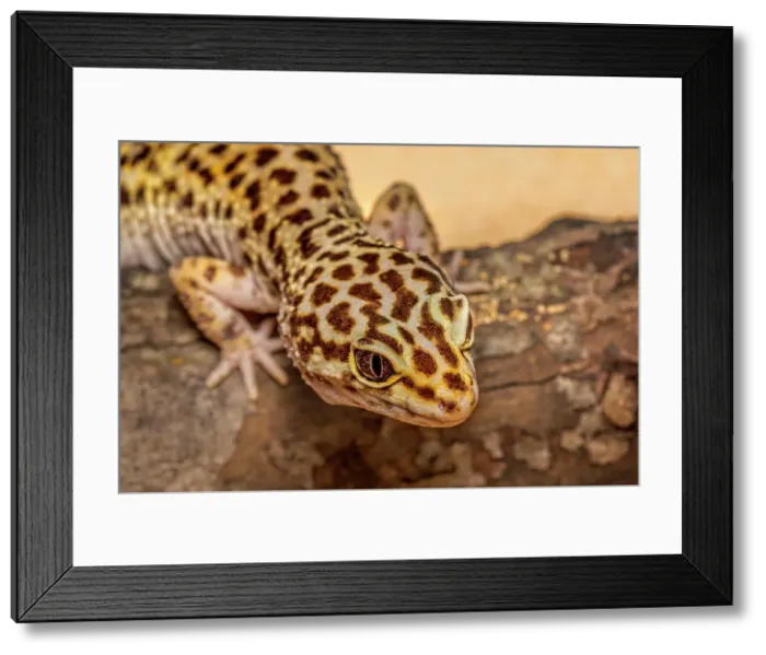 Framed Print : Leopard Gecko (Eublepharis macularius) - captive, Ontario, Canada Framed Print : Leopard Gecko (Eublepharis macularius) - captive, Ontario, Canada