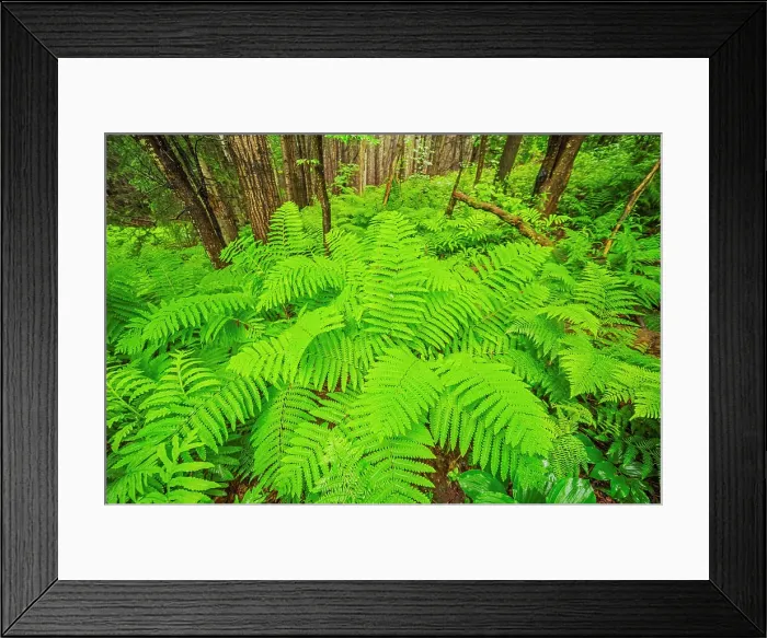 Framed Print : Ferns adorn the forest floor in Killarney Provincial Park, Ontario, Canada Framed Print : Ferns adorn the forest floor in Killarney Provincial Park, Ontario, Canada