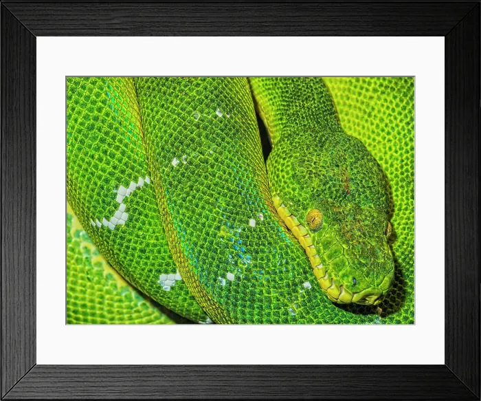 Framed Print : Emerald Tree Boa (Corallus caninus) - captive, Ontario, Canada Framed Print : Emerald Tree Boa (Corallus caninus) - captive, Ontario, Canada