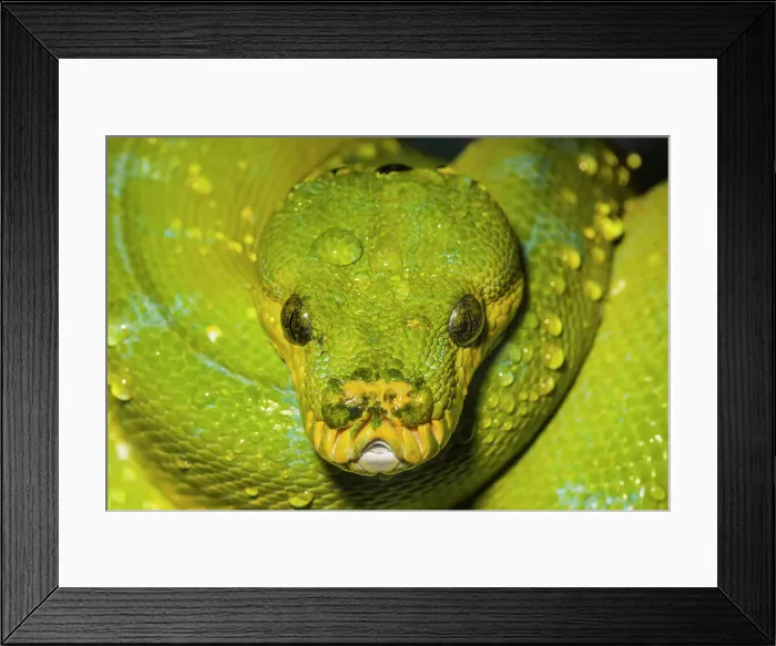 Framed Print : Green Tree Python (Morelia viridis) - captive, Ontario, Canada