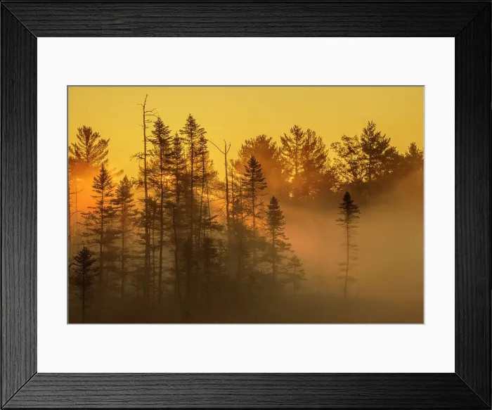 Framed Print : Sunrise on a misty morning in the Torrance Barrens, Ontario, Canada Framed Print : Sunrise on a misty morning in the Torrance Barrens, Ontario, Canada