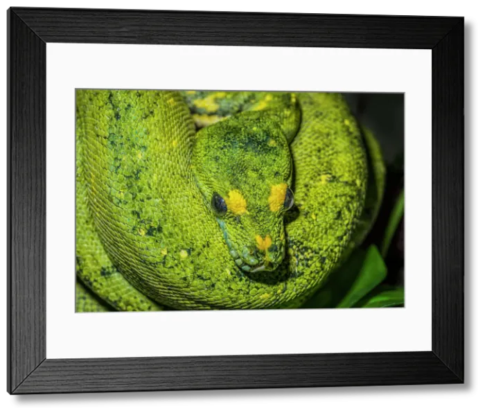 Framed Print : Green Tree Python (Morelia viridis) - captive, Ontario, Canada