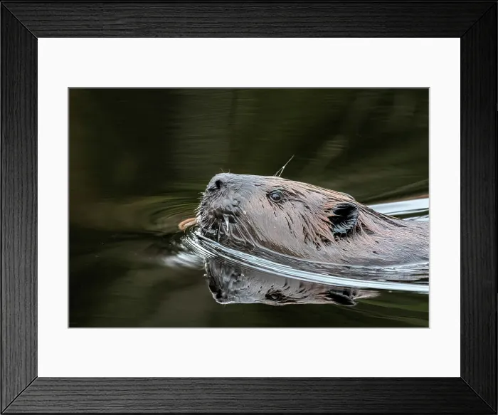 Framed Print : Beaver (Castor canadensis) at Costello Creek in Algonquin Provincial Park, Ontario, Canada Framed Print : Beaver (Castor canadensis) at Costello Creek in Algonquin Provincial Park, Ontario, Canada