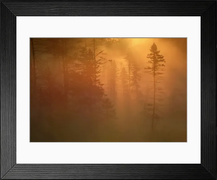 Framed Print : Sunrise on a misty morning in the Torrance Barrens, Ontario, Canada Framed Print : Sunrise on a misty morning in the Torrance Barrens, Ontario, Canada