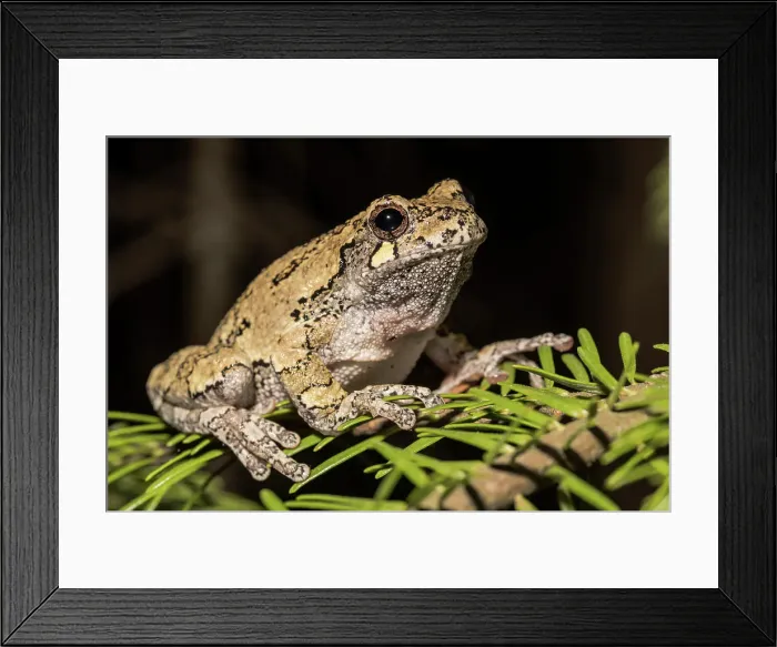 Framed Print : Gray Tree Frog (Dryophytes versicolor), Thornton, Ontario, Canada Framed Print : Gray Tree Frog (Dryophytes versicolor), Thornton, Ontario, Canada