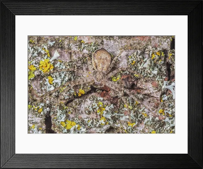 Framed Print : Running Crab Spider (Philodromus rufus), Thornton, Ontario, Canada Framed Print : Running Crab Spider (Philodromus rufus), Thornton, Ontario, Canada