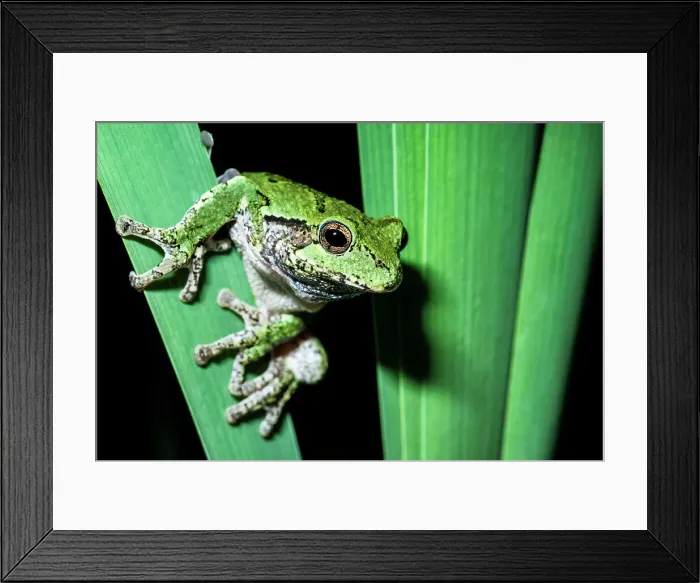 Framed Print : Gray Tree Frog (Dryophytes versicolor), Thornton, Ontario, Canada Framed Print : Gray Tree Frog (Dryophytes versicolor), Thornton, Ontario, Canada