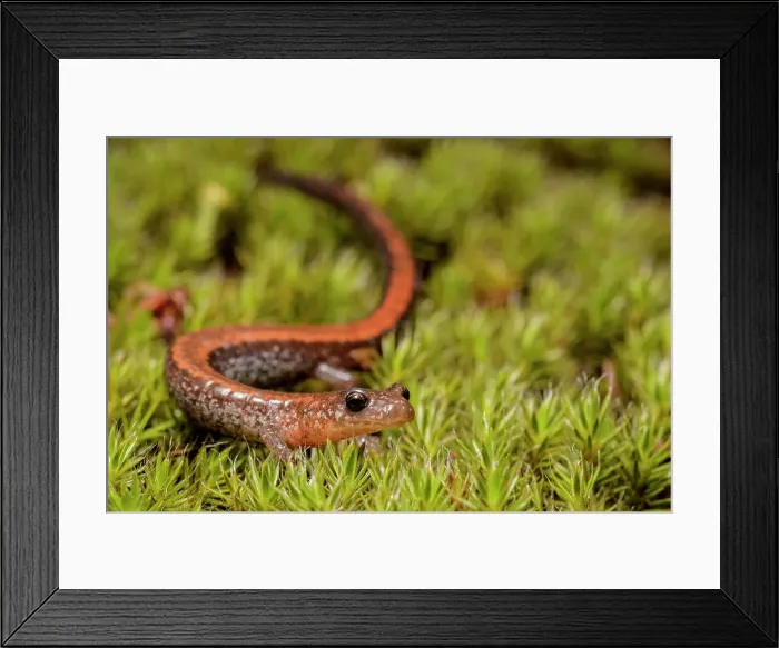 Framed Print : Red-backed Salamander (Plethodon cinereus) on hair-cap moss in Muskoka near Muskoka, Ontario, Canada Framed Print : Red-backed Salamander (Plethodon cinereus) on hair-cap moss in Muskoka near Muskoka, Ontario, Canada