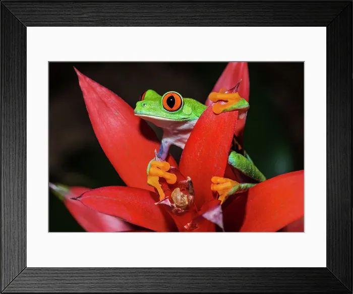 Framed Print : Red-eyed Tree Frog (Agalychnis callidryas) - captive, Ontario, Canada Framed Print : Red-eyed Tree Frog (Agalychnis callidryas) - captive, Ontario, Canada