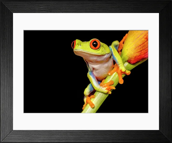 Framed Print : Red-eyed Tree Frog (Agalychnis callidryas) - captive, Ontario, Canada