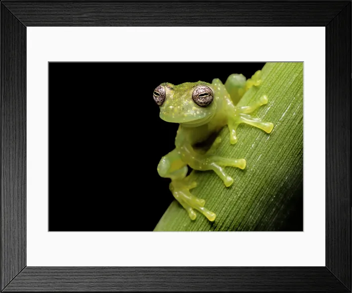 Framed Print : White-spotted Cochran Frog (Sachatamia albomaculata) - captive, Ontario, Canada Framed Print : White-spotted Cochran Frog (Sachatamia albomaculata) - captive, Ontario, Canada