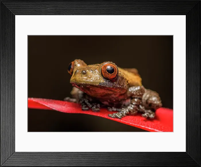 Framed Print : Bird Poop Tree Frog (Theloderma asperum) - captive bred, Ontario, Canada Framed Print : Bird Poop Tree Frog (Theloderma asperum) - captive bred, Ontario, Canada