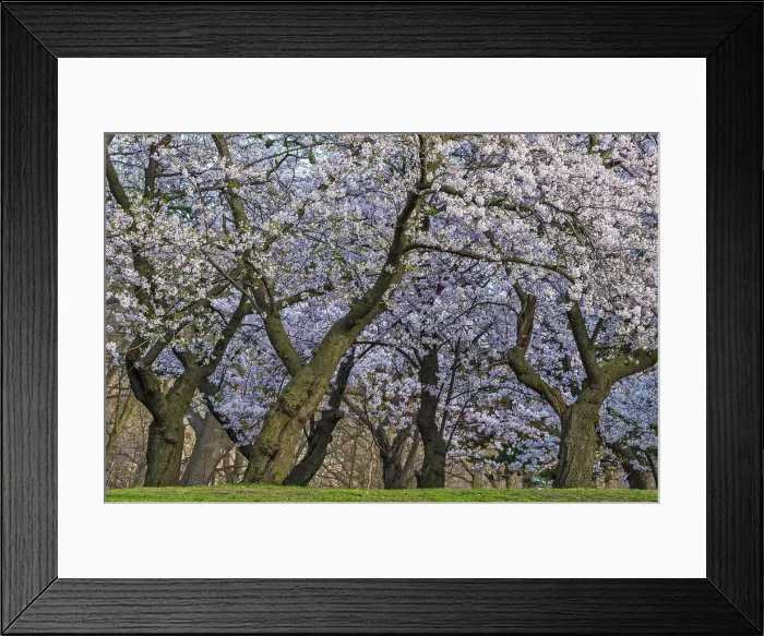 Framed Print : Sakura Cherry Trees, High Park, Toronto, Ontario, Canada Framed Print : Sakura Cherry Trees, High Park, Toronto, Ontario, Canada