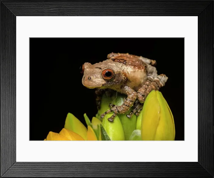 Framed Print : Bird Poop Tree Frog (Theloderma asperum) - captive bred, Ontario, Canada Framed Print : Bird Poop Tree Frog (Theloderma asperum) - captive bred, Ontario, Canada
