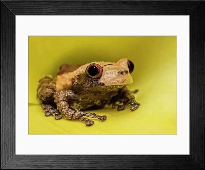 Framed Print : Bird Poop Tree Frog (Theloderma asperum) - captive bred, Ontario, Canada Framed Print : Bird Poop Tree Frog (Theloderma asperum) - captive bred, Ontario, Canada