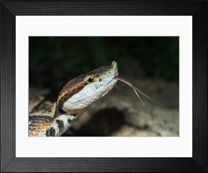 Framed Print : Sharp-nosed Pit Viper (Deinagkistrodon acutus) - captive, Ontario, Canada Framed Print : Sharp-nosed Pit Viper (Deinagkistrodon acutus) - captive, Ontario, Canada