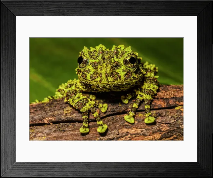 Framed Print : Vietnamese Mossy Frog (Theloderma corticale) - captive, Ontario, Canada Framed Print : Vietnamese Mossy Frog (Theloderma corticale) - captive, Ontario, Canada