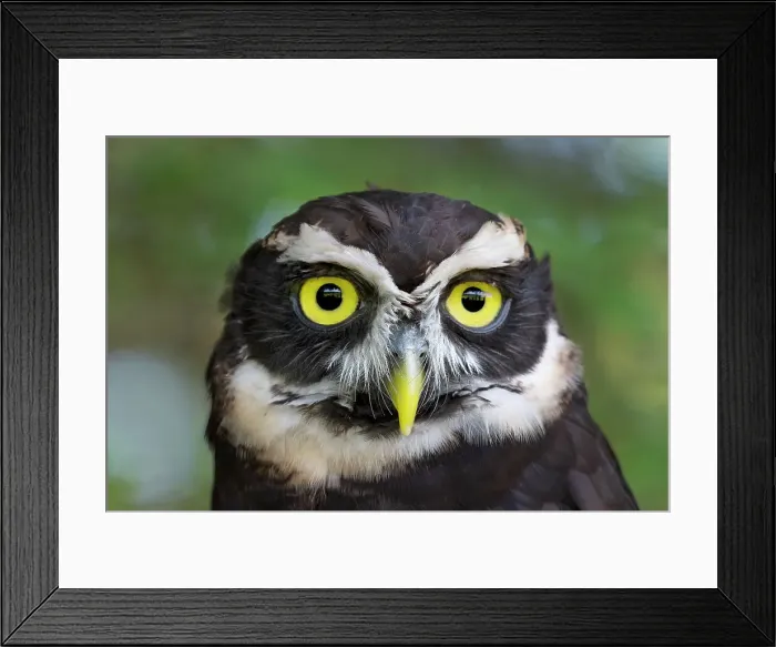 Framed Print : Spectacled Owl (Pulsatrix perspicillata) - captive bred Framed Print : Spectacled Owl (Pulsatrix perspicillata) - captive bred