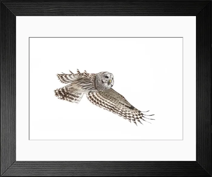 Framed Print : Barred Owl (Strix varia), Thornton, Ontario, Canada Framed Print : Barred Owl (Strix varia), Thornton, Ontario, Canada