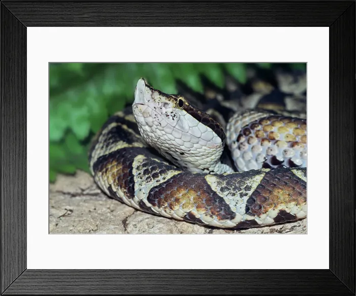 Framed Print : Sharp-nosed Pit Viper (Deinagkistrodon acutus) - captive, Ontario, Canada Framed Print : Sharp-nosed Pit Viper (Deinagkistrodon acutus) - captive, Ontario, Canada