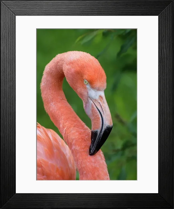 Framed Print : Greater Flamingo (Phoenicopterus roseus) - captive, Ontario, Canada Framed Print : Greater Flamingo (Phoenicopterus roseus) - captive, Ontario, Canada