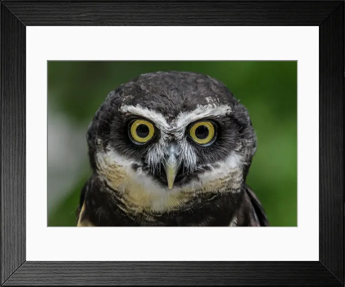 Framed Print : Spectacled Owl (Pulsatrix perspicillata) - captive, Ontario, Canada Framed Print : Spectacled Owl (Pulsatrix perspicillata) - captive, Ontario, Canada