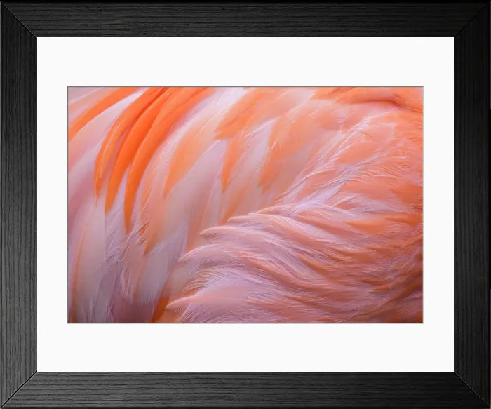 Framed Print : Greater Flamingo (Phoenicopterus roseus) - captive, Ontario, Canada