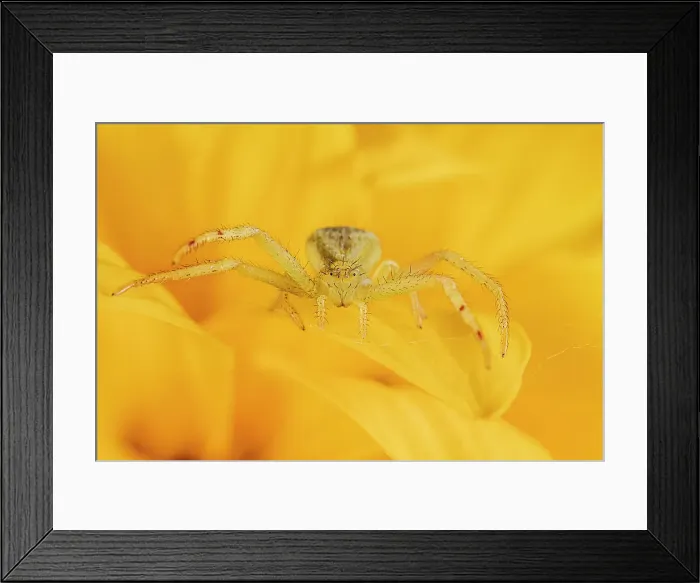 Framed Print : Goldenrod Crab Spider (Misumena vatia), Ontario, Canada Framed Print : Goldenrod Crab Spider (Misumena vatia), Ontario, Canada