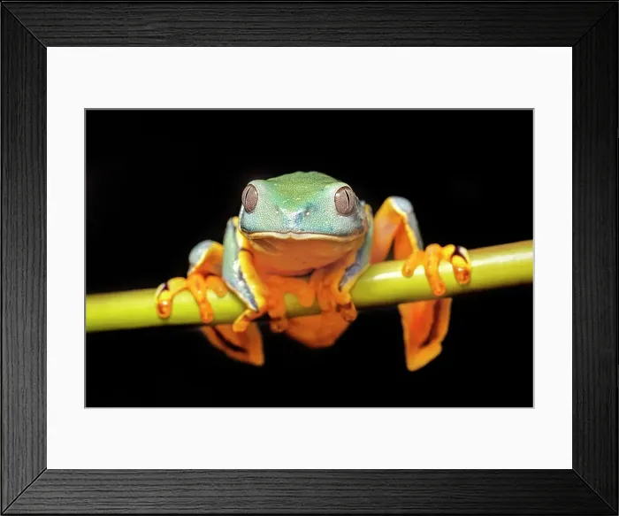 Framed Print : Splendid Leaf Frog (Cruziohyla calcarifer) - captive bred, Ontario, Canada Framed Print : Splendid Leaf Frog (Cruziohyla calcarifer) - captive bred, Ontario, Canada