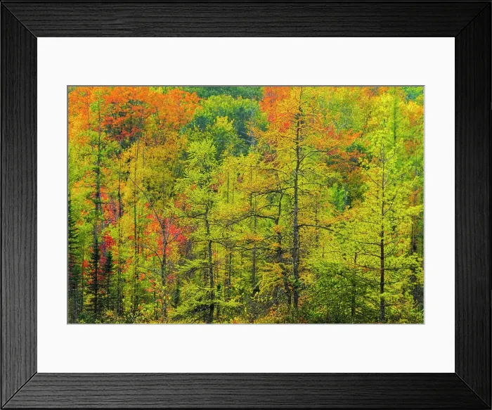 Framed Print : Autumn Forest scene in Muskoka, Ontario, Canada