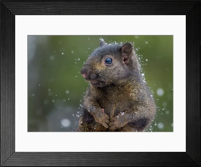 Framed Print : Eastern Gray Squirrel (Sciurus carolinensis) - black phase, Ontario, Canada Framed Print : Eastern Gray Squirrel (Sciurus carolinensis) - black phase, Ontario, Canada