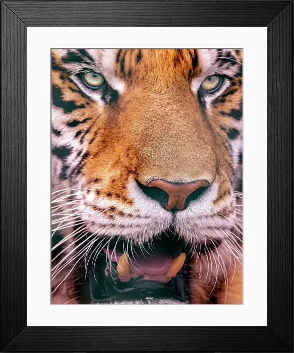 Framed Print : Amur Tiger (Panthera tigris altaica) also known as Siberian Tiger, Captive bred, Ontario, Canada Framed Print : Amur Tiger (Panthera tigris altaica) also known as Siberian Tiger, Captive bred, Ontario, Canada