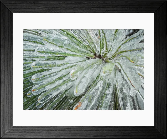 Framed Print : Freezing rain accumulation on evergreen tree after ice storm, Ontario, Canada Framed Print : Freezing rain accumulation on evergreen tree after ice storm, Ontario, Canada