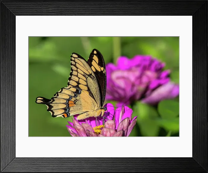 Framed Print : Giant Swallowtail (Papilio cresphontes), Thornton, Ontario, Canada