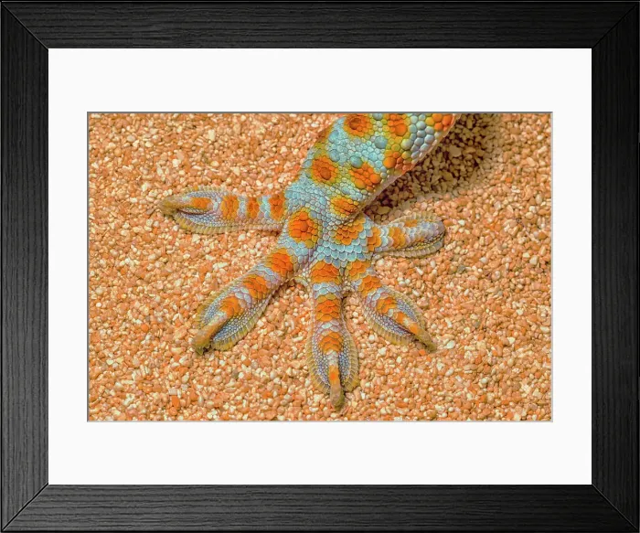 Framed Print : Tokay Gecko foot details, Ontario, Canada