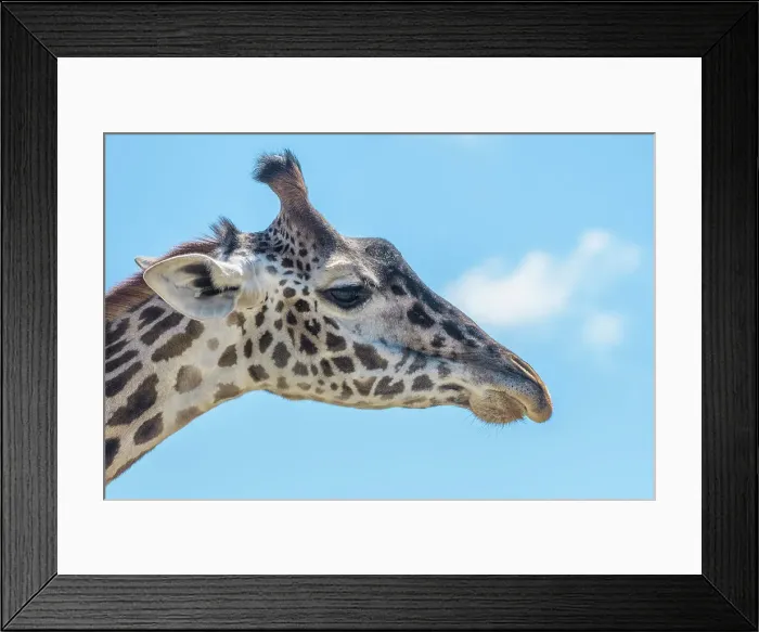 Framed Print : Masai Giraffe (Giraffa camelopardalis tippelskirchi) - captive, Ontario, Canada Framed Print : Masai Giraffe (Giraffa camelopardalis tippelskirchi) - captive, Ontario, Canada