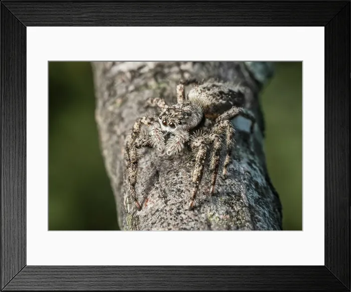 Framed Print : Gray Wall Jumping Spider (Menemerus bivittatus), Thornton, Ontario, Canada