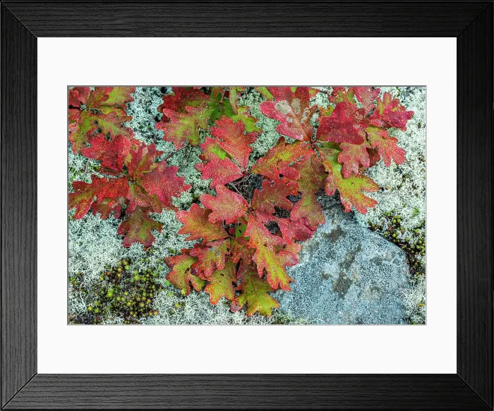 Framed Print : Red Oak Leaves and lichen in the Torrance Barrens, Ontario, Canada Framed Print : Red Oak Leaves and lichen in the Torrance Barrens, Ontario, Canada