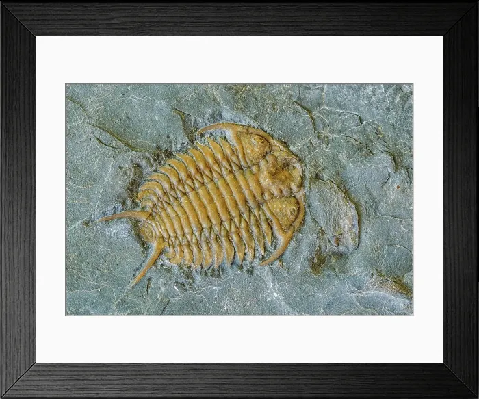 Framed Print : Trilobite Fossil, Ontario, Canada Framed Print : Trilobite Fossil, Ontario, Canada