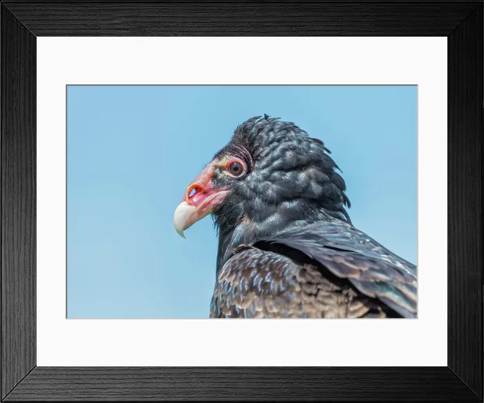Framed Print : Turkey Vulture (Cathartes aura) - captive bred, Ontario, Canada Framed Print : Turkey Vulture (Cathartes aura) - captive bred, Ontario, Canada