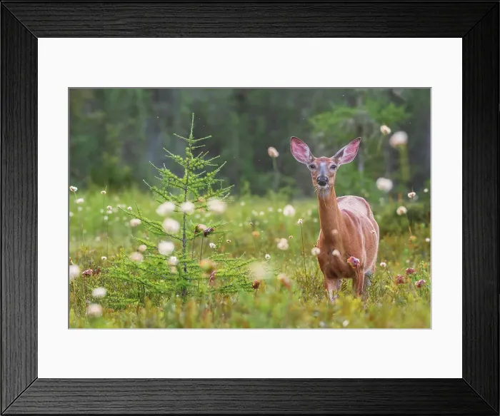 Framed Print : White-tailed Deer (Odocoileus virginianus) on peat bog in Muskoka, Ontario, Canada Framed Print : White-tailed Deer (Odocoileus virginianus) on peat bog in Muskoka, Ontario, Canada