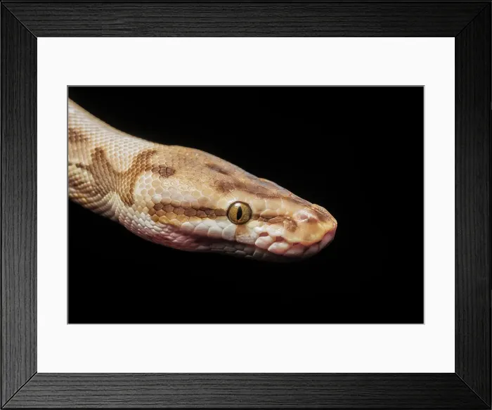 Framed Print : Royal Python (Python regius) - captive bred Spider Ball Python Morph, Ontario, Canada Framed Print : Royal Python (Python regius) - captive bred Spider Ball Python Morph, Ontario, Canada