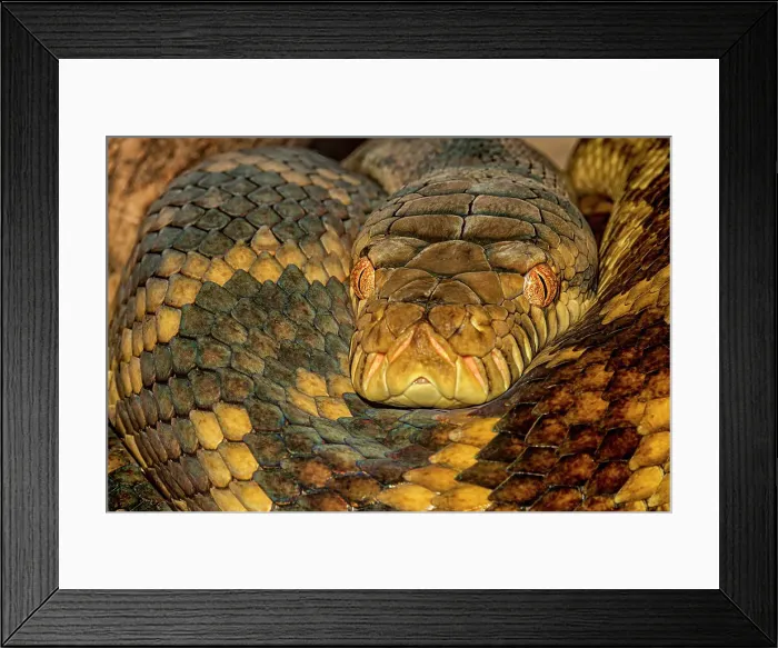 Framed Print : Scrub Python (Morelia amethistina) - captive, Ontario, Canada Framed Print : Scrub Python (Morelia amethistina) - captive, Ontario, Canada