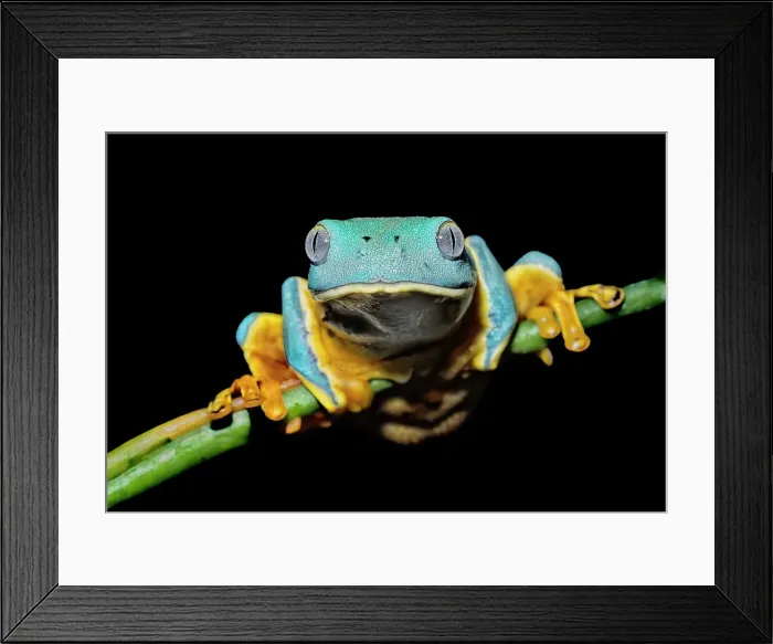 Framed Print : Splendid Leaf Frog (Cruziohyla calcarifer) - captive bred, Ontario, Canada Framed Print : Splendid Leaf Frog (Cruziohyla calcarifer) - captive bred, Ontario, Canada
