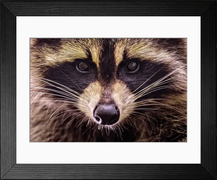 Framed Print : Raccoon (Procyon lotor), Muskoka, Ontario, Canada Framed Print : Raccoon (Procyon lotor), Muskoka, Ontario, Canada