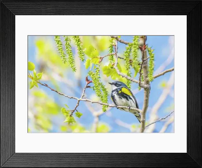 Framed Print : Yellow-rumped Warbler (Setophaga coronata), Barrie, Ontario, Canada Framed Print : Yellow-rumped Warbler (Setophaga coronata), Barrie, Ontario, Canada