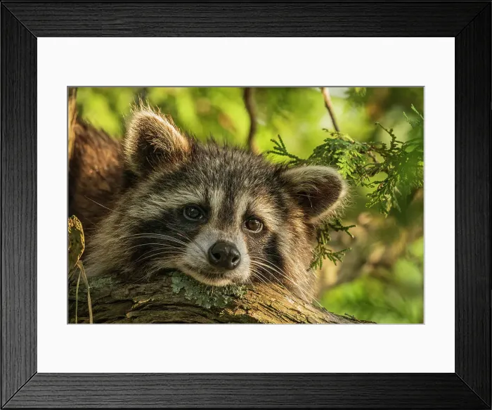 Framed Print : Raccoon (Procyon lotor), Muskoka, Ontario, Canada Framed Print : Raccoon (Procyon lotor), Muskoka, Ontario, Canada